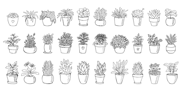 Sute handgetekende kamerplant in een pot clipart Plant illustratie Cosy home doodle set