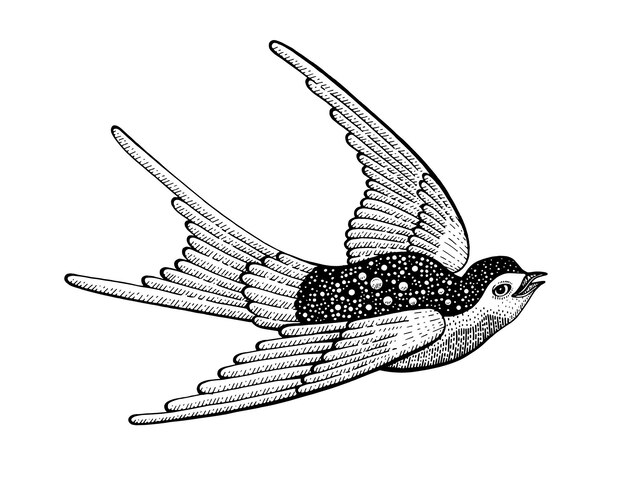 Swallow bird Hand drawn illustration