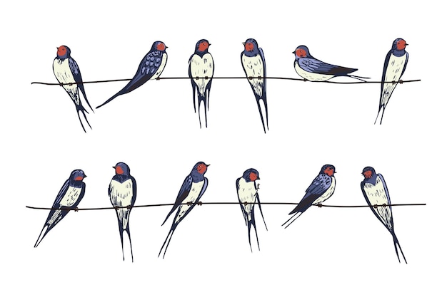 Swallow bird vector illustrations set