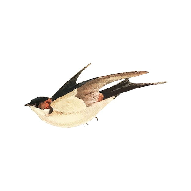 Vector swallow watercolor vector illustration