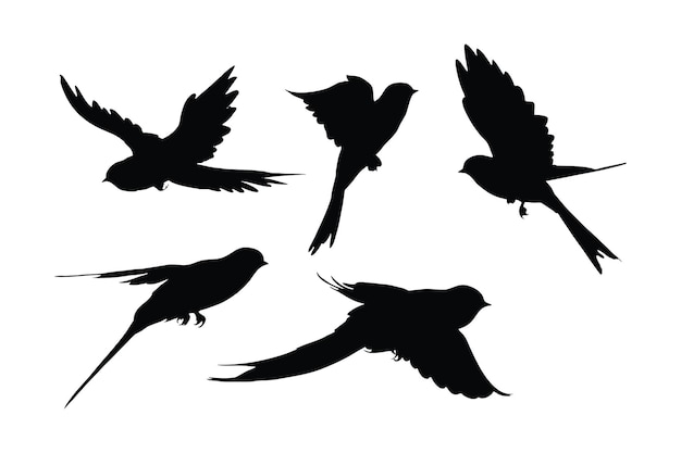 Swallows flying silhouette bundle design Wild Swallows vector design on a white background Beautiful bird flying silhouette set vector small bird in different positions silhouette collection