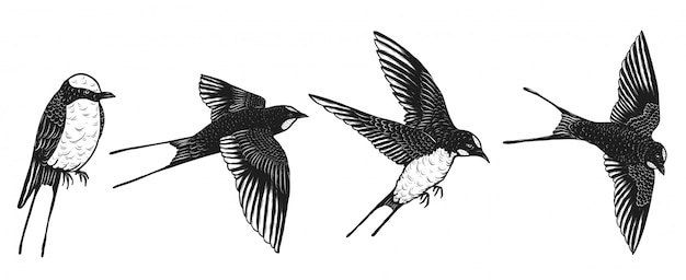 Vector swallows vector by hand drawing