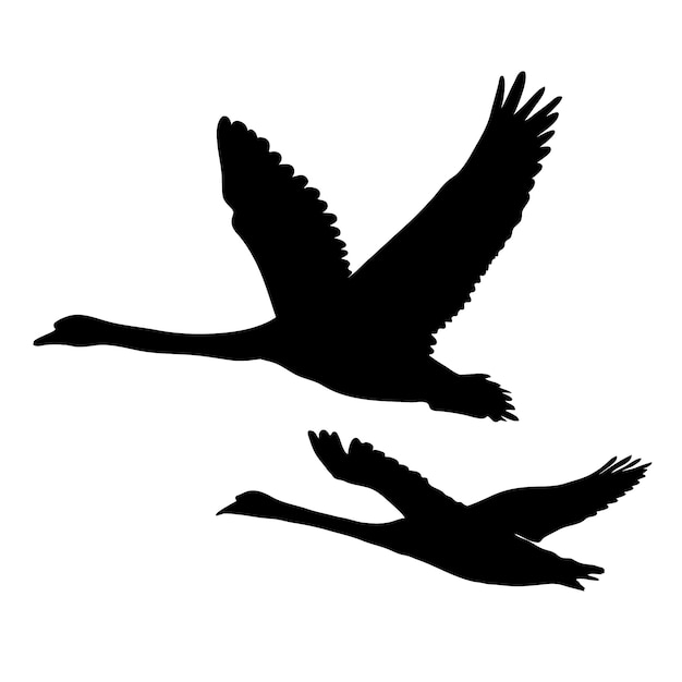 Vector swan silhouet concept