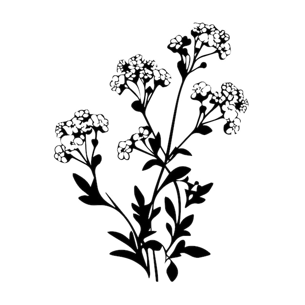 Vector sweet alyssum black and white vector template set for cutting and printing