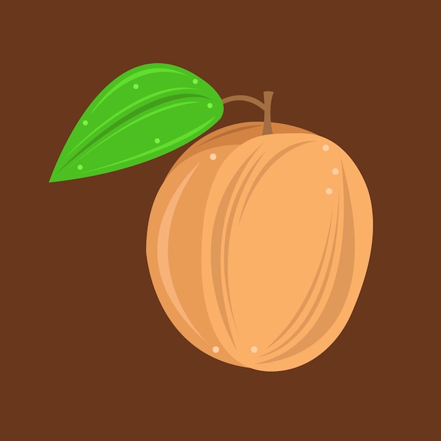 Sweet apricot fruit vector illustration