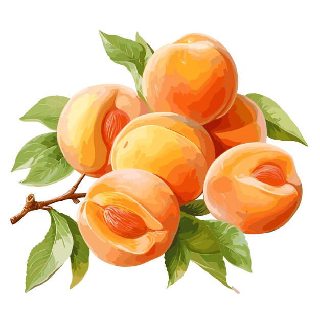 Vector sweet apricot fruit