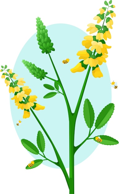 Sweet clover is medicinal plant. Bees collect honey from the clover. Melilot with bees