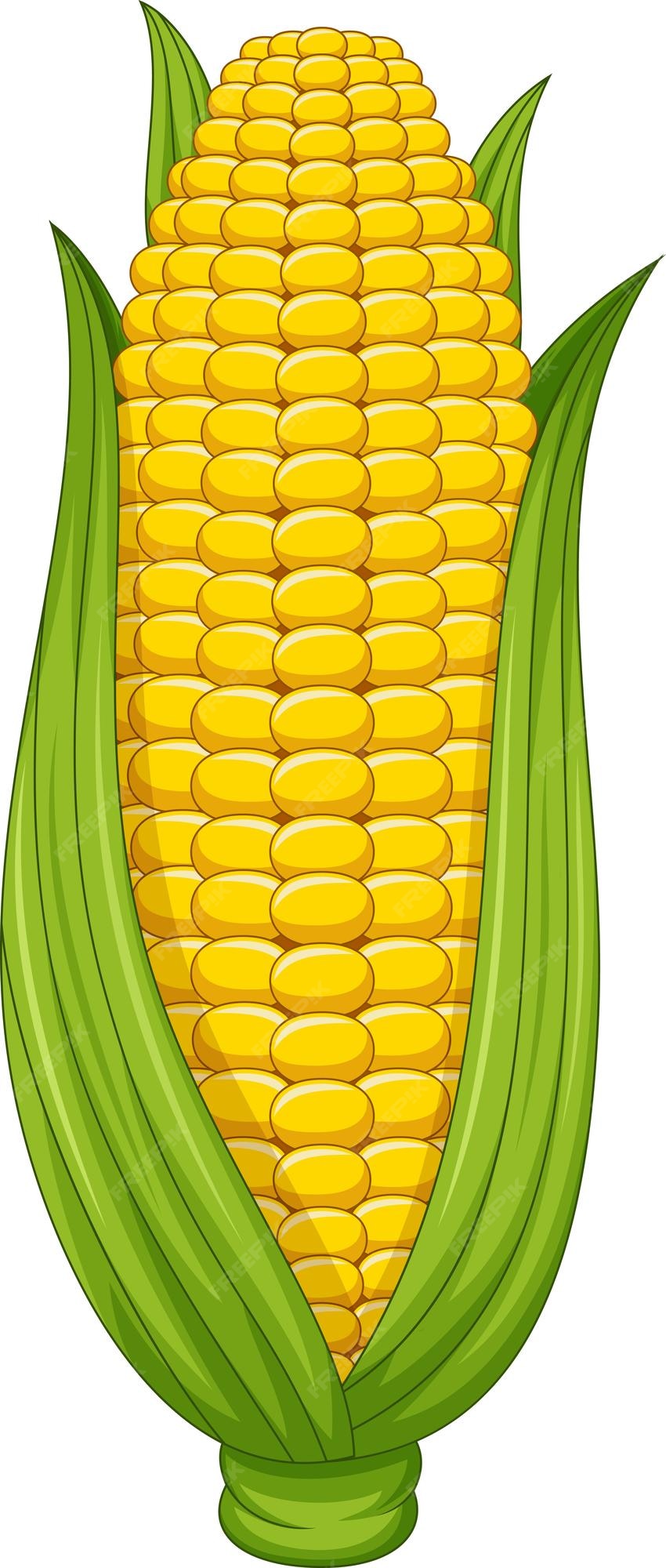 Corn Clip Art Images - Free Download on Freepik