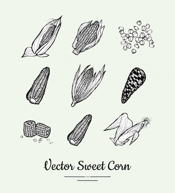 Sweet corn, corncobs, maize isolated groceries vector set