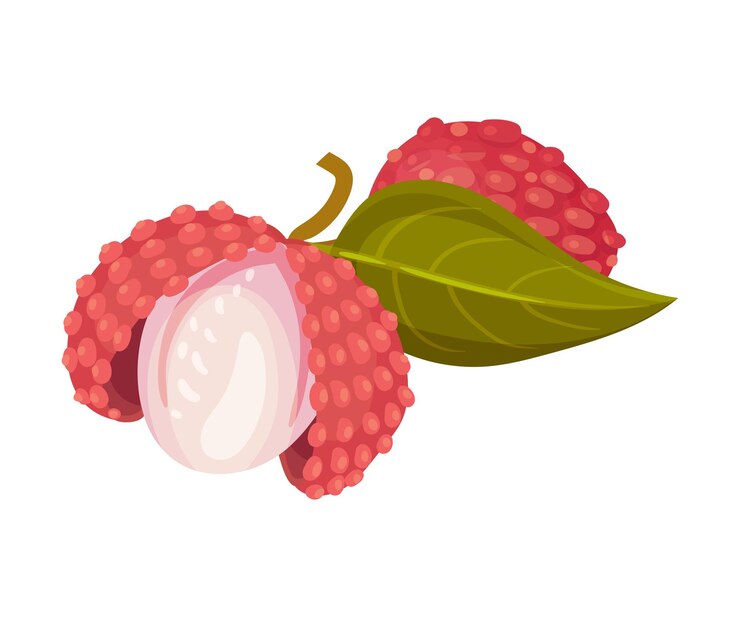 Vector sweet flesh of litchi fruit in rough red rind vector illustration