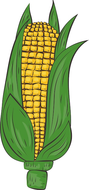 Vector sweet fresh healthy yellow corn and husks illustration graphic element