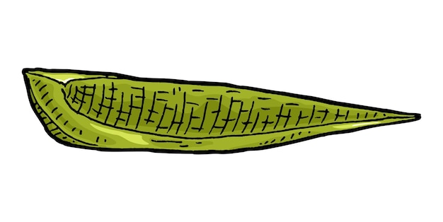 Сладкий зеленый перец винтажная векторная гравюра цветная иллюстрация