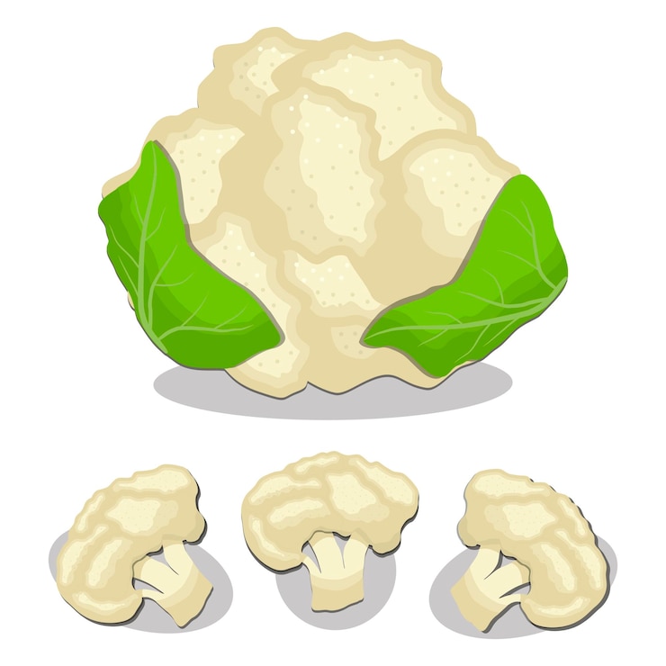 Vector sweet juicy tasty natural eco product cabbage