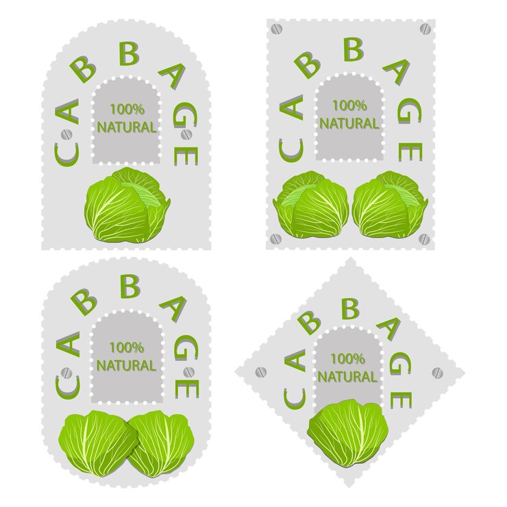 Vector sweet juicy tasty natural eco product cabbage