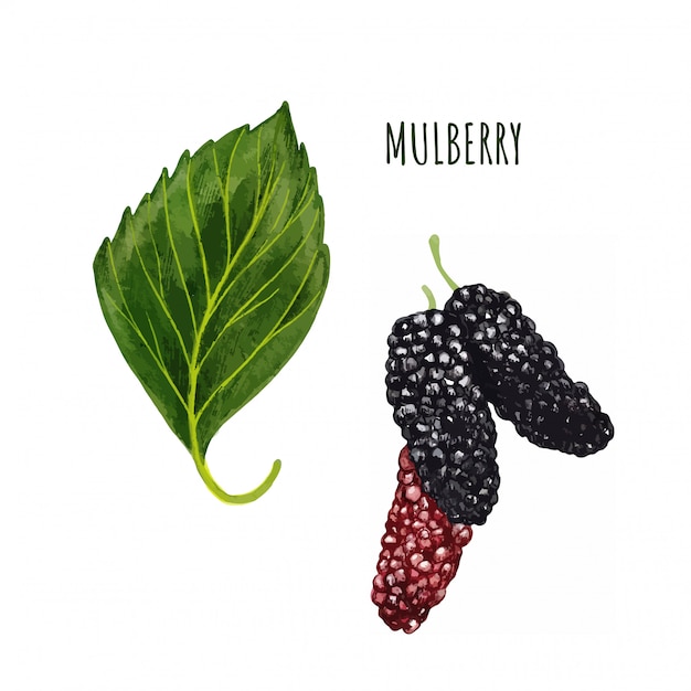 잎, 손으로 그린 수채화와 달콤한 mulberries