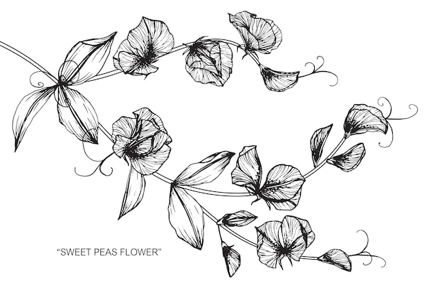 Sweet pea flower drawing illustration