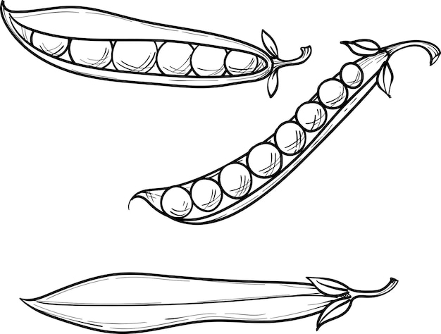 スイートピー全体のポッドとエンドウ豆のベクトル手描きスケッチイラスト