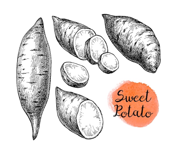 Set Of Sweet Potatoes Or Purple Potatoes Hand Drawn Sketch Vector Royalty  Free SVG Cliparts Vectors And Stock Illustration Image 101828924