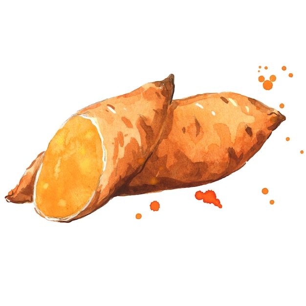 Vector sweet potato vegetable waercolor illustration