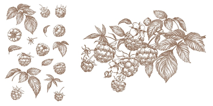 Vector sweet raspberry hand drawn vector illustration
