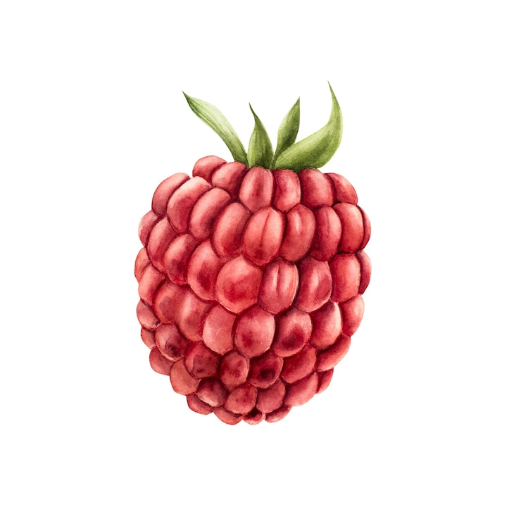 Vector sweet ripe raspberry hand painting red macro watercolor illustration isolated on background for desi