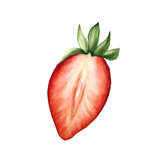 sweet ripe sweet cut half strawberry hand painting red macro botanical watercolor illustration isol