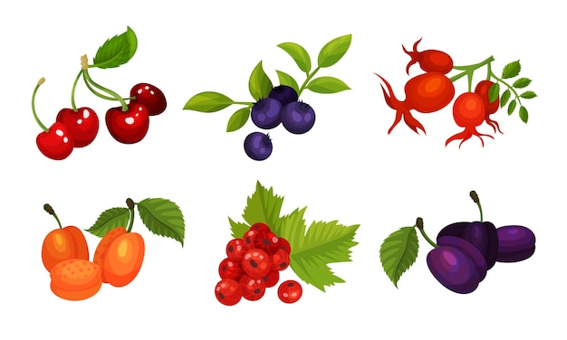 Sweet And Sour Berries Vector Illustrated Set Detailed Volume Berries Isolated On White Background