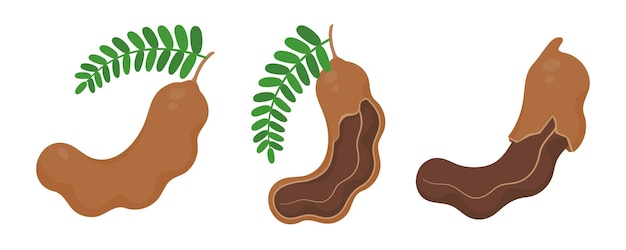 Vector sweet tamarind a healthy fruit that is high in fiber help the digestive system for vegetarians