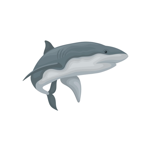 Swimming angry shark sea animal fish vector Illustration isolated on a white background