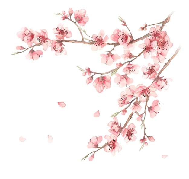 Вектор Символ весны акварельные иллюстрации ветвей сакуры на белом фоне цветочный дизайн для натуральной косметики духи женские товары открытки свадебные приглашения весенний баннер