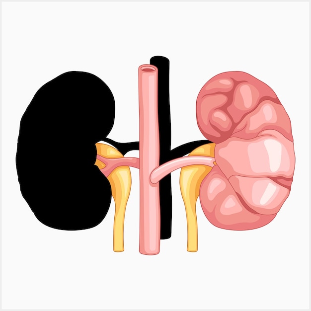 Vector symbols for kidney awareness vector illustration