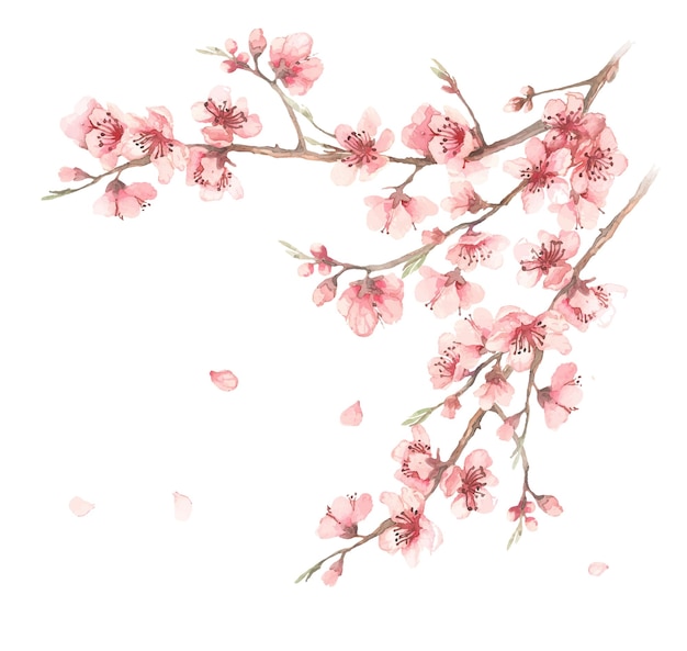 Symbool van de lente Aquarel illustratie van kersenbloesem takken op een witte achtergrond Bloem ontwerp voor natuurlijke cosmetica parfums Damesgoederen ansichtkaarten bruiloft uitnodigingen lente banner