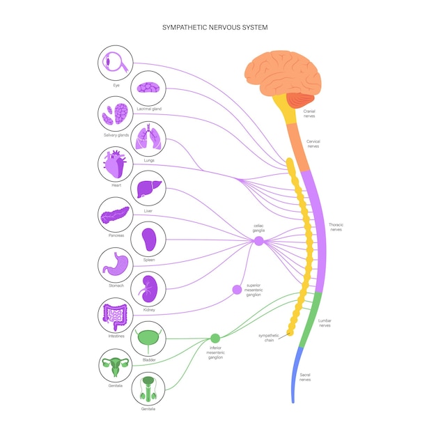 Vector symphathetic nervous system