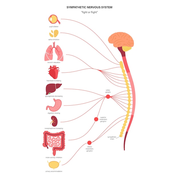 Vector symphathetic nervous system