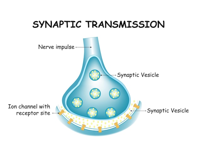 Il diagramma infografico della struttura sinaptica della trasmissione sinaptica consente al neurone di passare la sostanza chimica elettrica