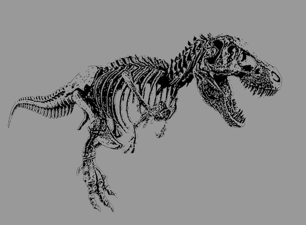 Vector a t rex skeleton with a black background.