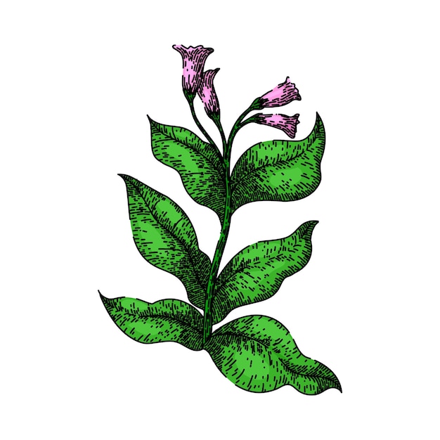Vector tabak blad groene plant schets hand getekende vector
