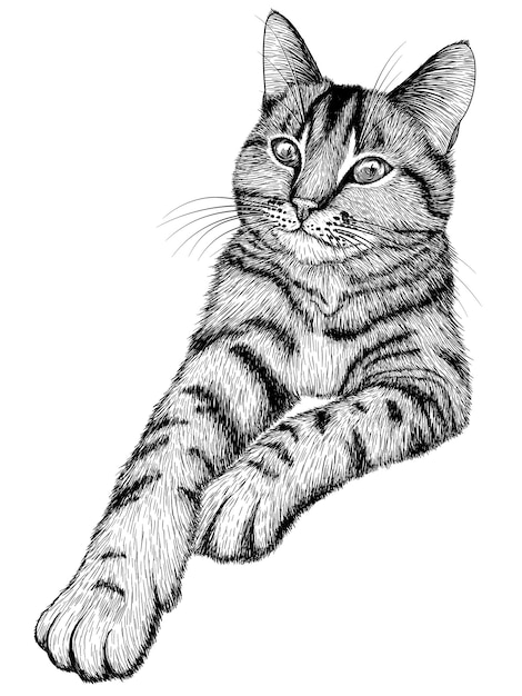 Tabby cat in engraving style