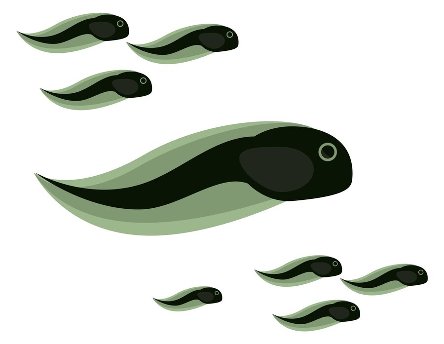 Premium Vector | Tadpoles swimming amphibian babies little frogs or toads