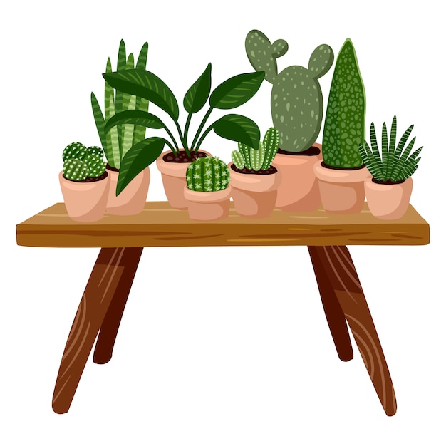 Tafel met succulente potplanten erop.