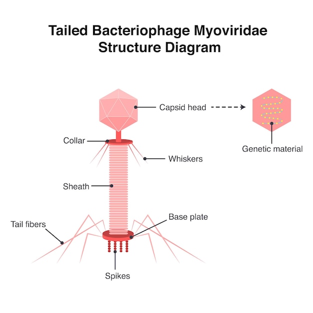 Vector tailed bacteriofaag myoviridae structuur diagram vector