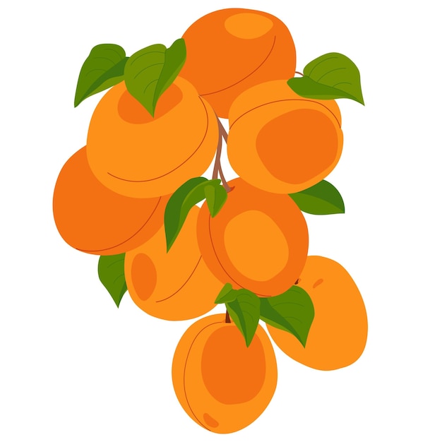 Tak met abrikozenvruchten Vector Cartoon rijpe abrikozen met bladeren die aan een boom hangen op een witte achtergrond Elementen voor etiketten van sapjam