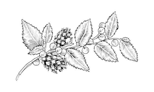 Vector tak met bladeren en dennekegels vectorillustratie van dennekeg en winterbessen tak handgetekende grafische clip art op geïsoleerde achtergrond herfstplant schets lijnkunst met zwarte contouren