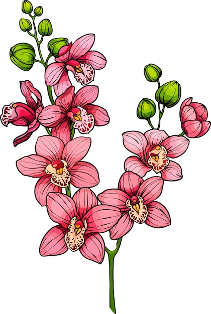 Tak met roze orchidee bloemen vector illustratie orchidee brunches