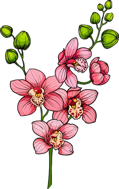 Tak met roze orchidee bloemen vector illustratie orchidee brunches