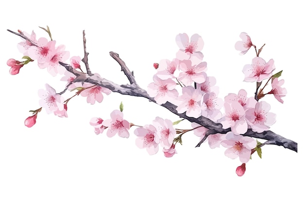 Tak met sakura bloeiende natuur botanische decoratieve collectie Vector illustratie geïsoleerde collectie tropische blad set