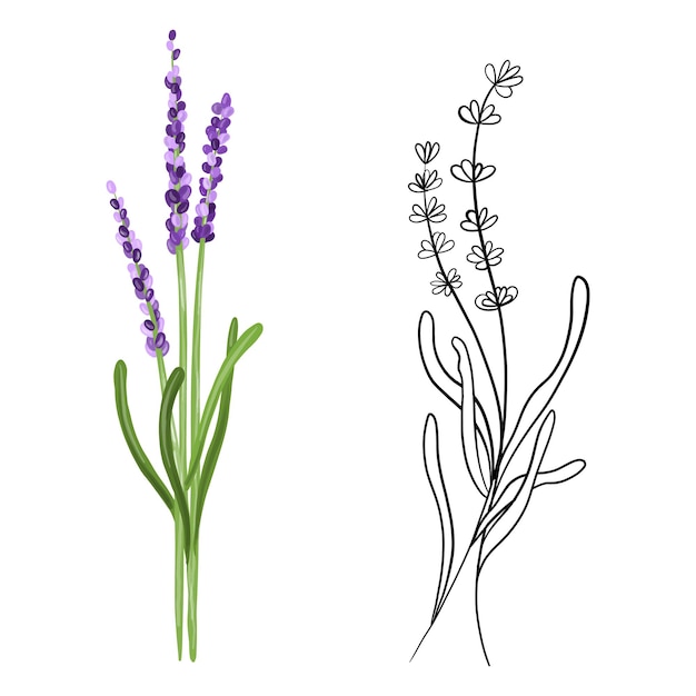 Tak van lavendel in doodle en met de hand getekende stijlen Vectorillustratie
