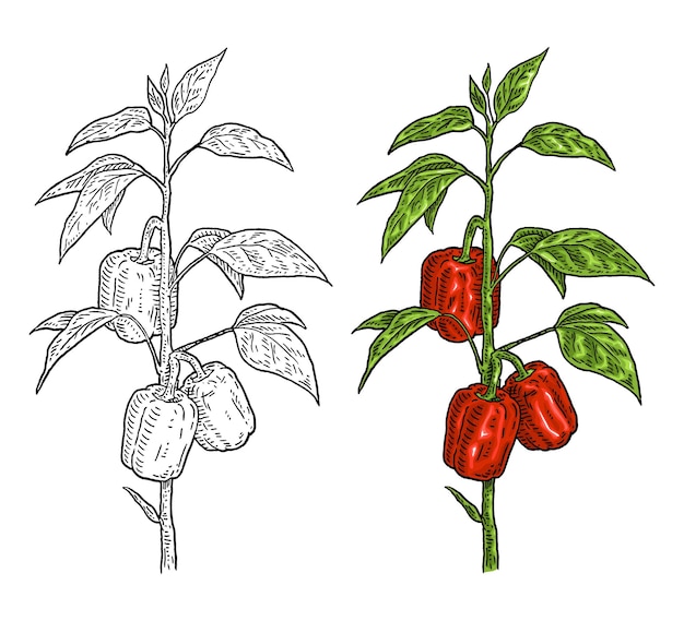 Vector tak van rode zoete paprika plant met blad vintage vectorgravure kleur hand getekende illustratie geïsoleerd op een witte achtergrond