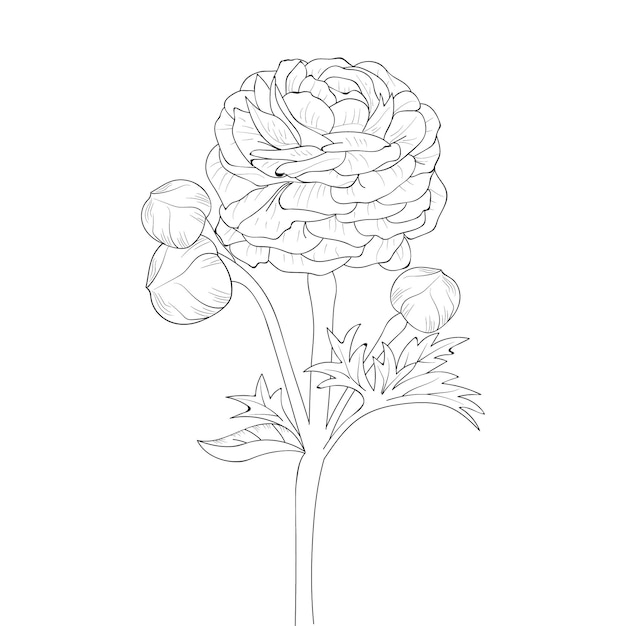 Tak van roos, Boterbloem, Boterbloem, bloem bladknop kleurplaat en boek overzicht vector schets