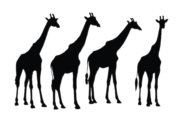 Tall giraffe silhouette bundle Giraffe standing silhouette set vector Wild giraffe walking silhouette bundle design Wild Camelopard vector on a white background Camelopard in different positions